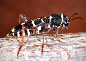 Xylotrechus arvícola