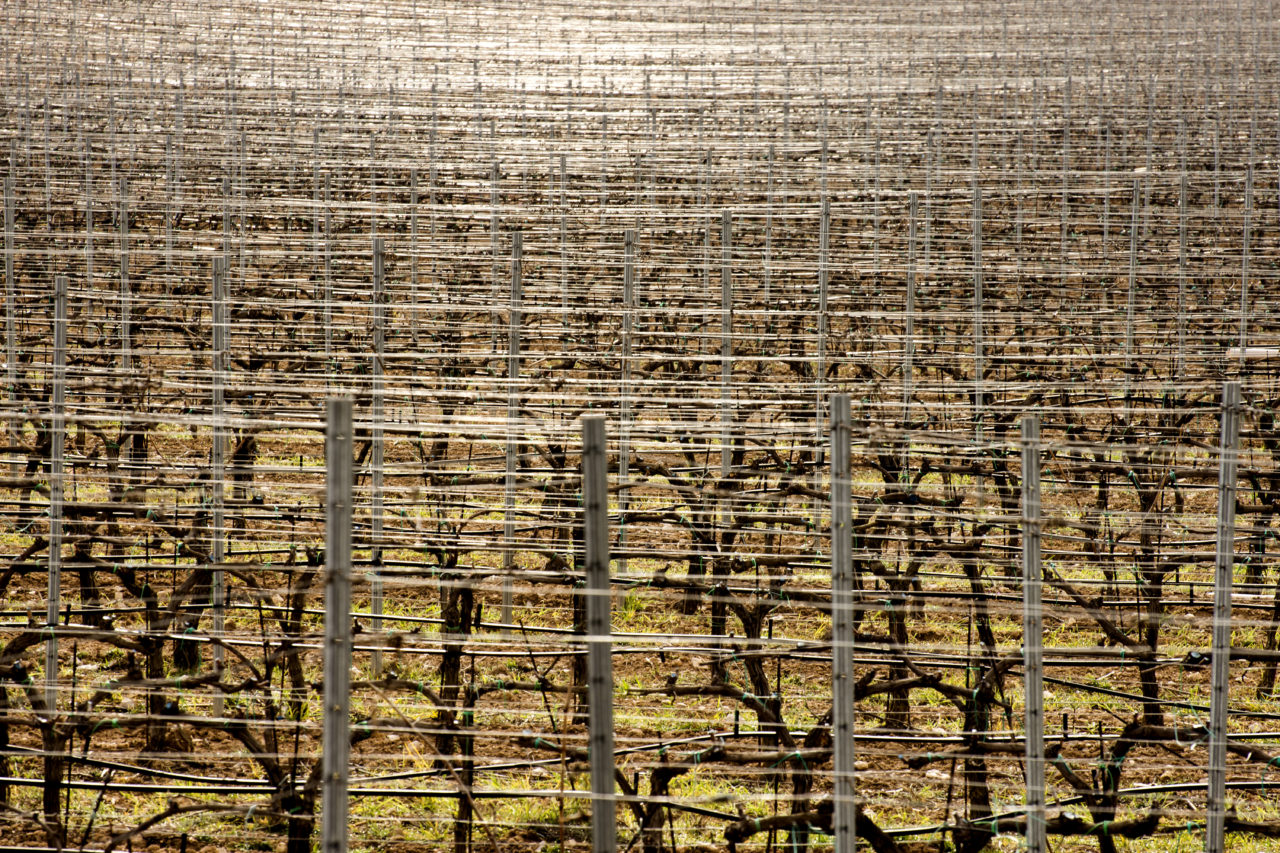 zonificación del terroir