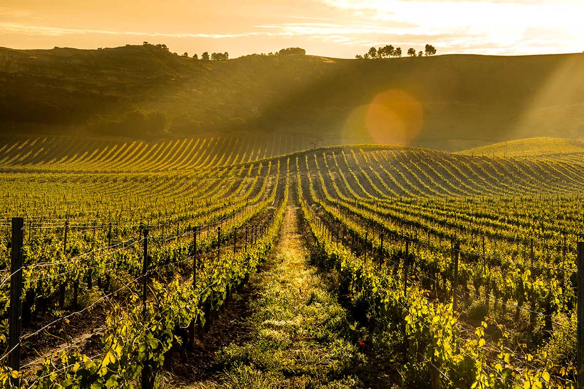 Vineyard PDC Vineyard PDC