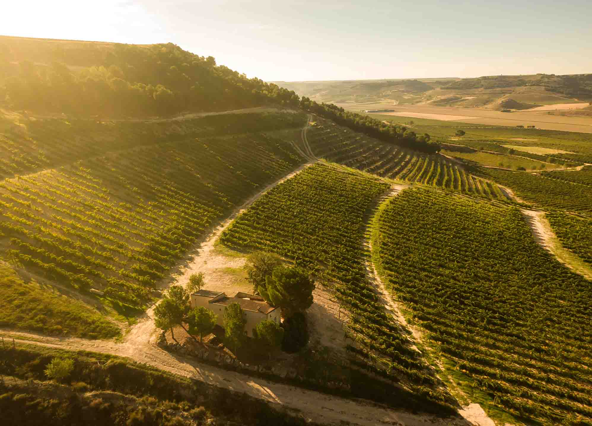 Mycowine reveals that natural soil fungi and bacteria protect vineyards from the effects of climate change