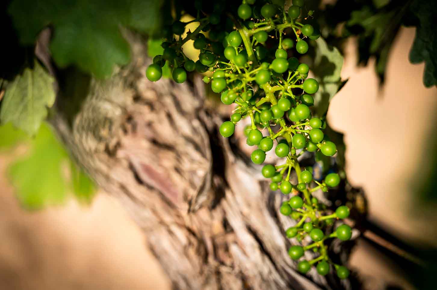 Viticultura inteligente: estimación de rendimiento de uva con datos satélite